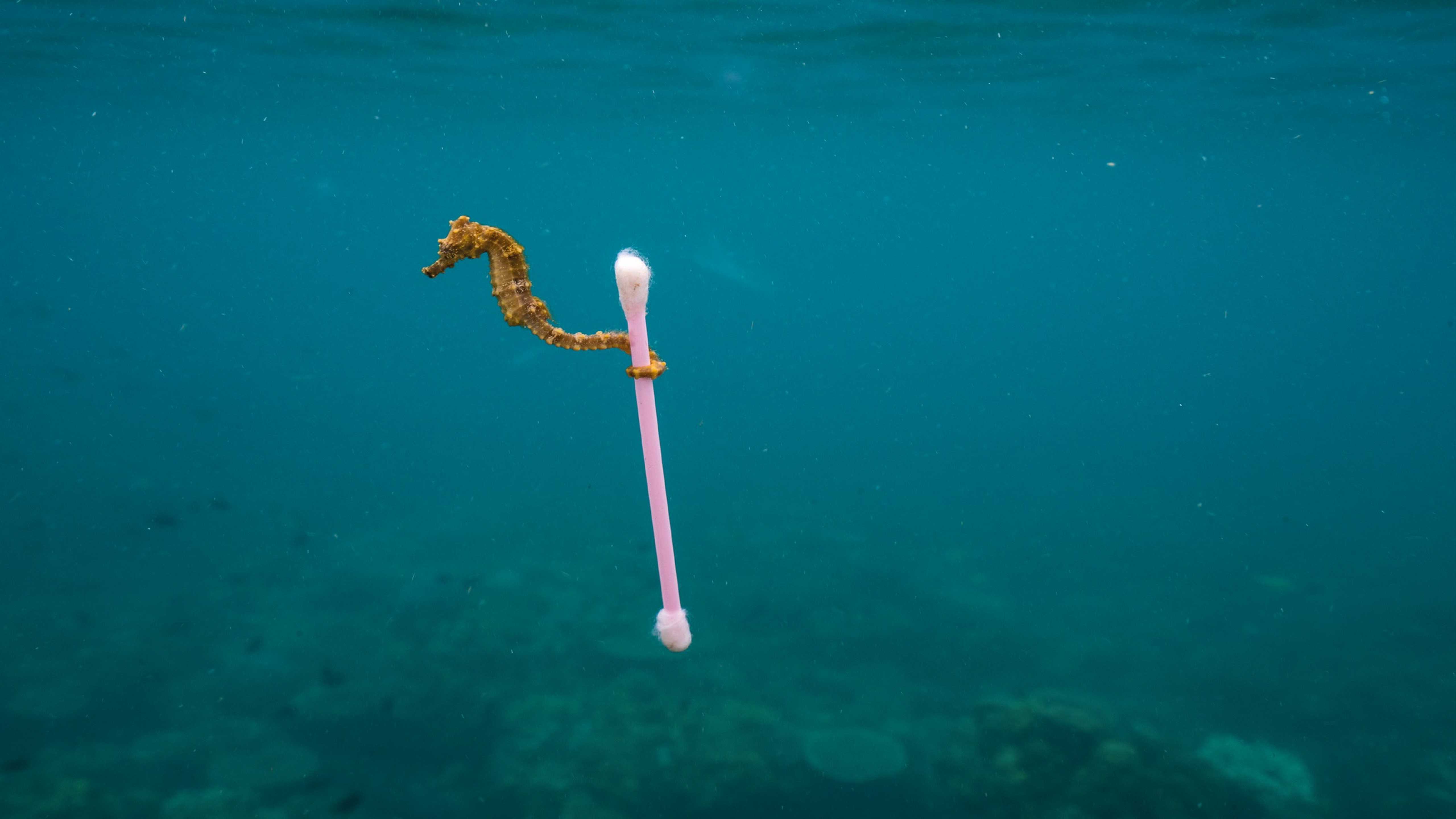 "Planet or Plastic", une exposition au Musée Mer Marine de Bordeaux