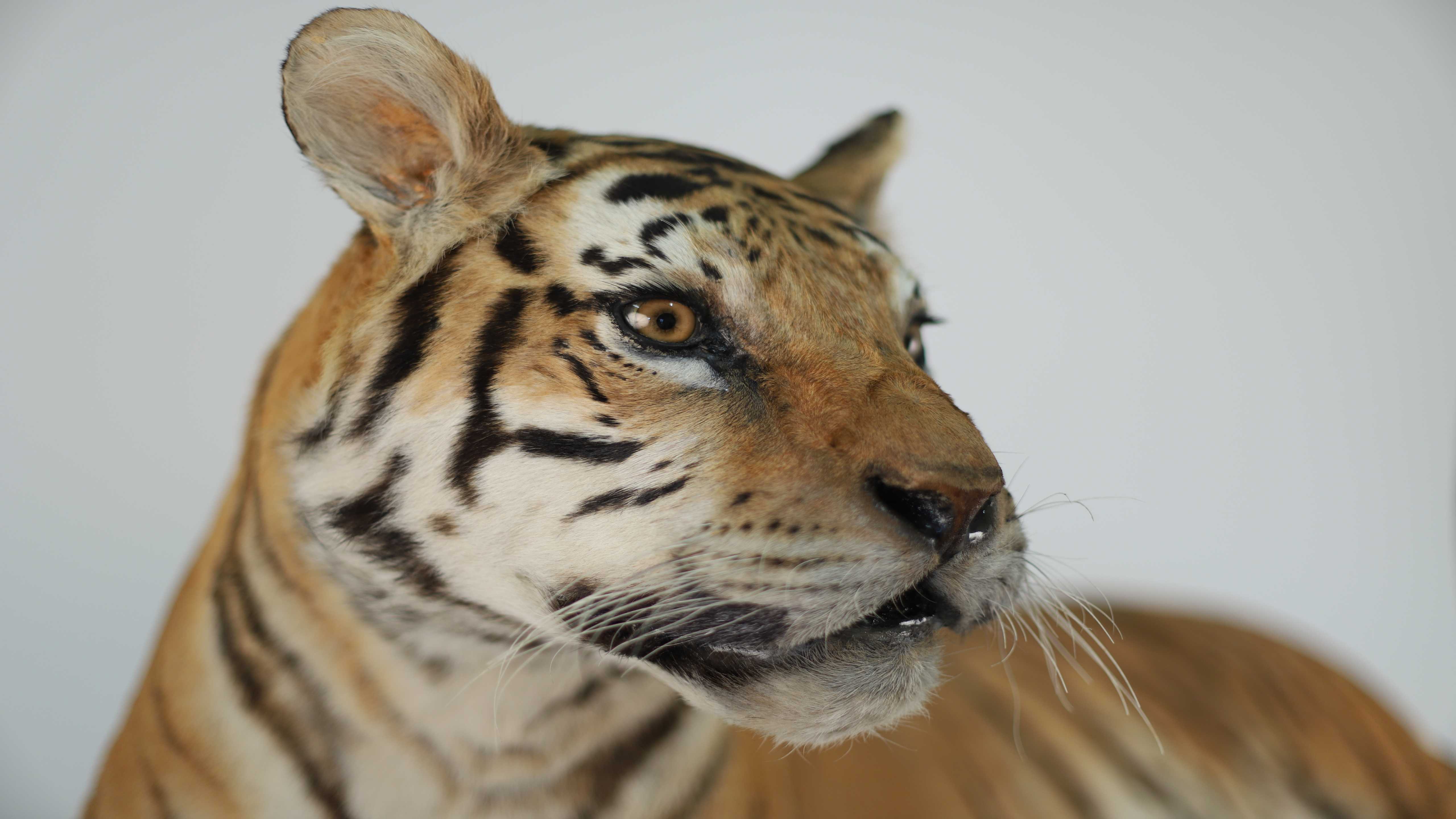 Bordeaux : le Muséum invite à découvrir "Jangala, au cœur de la jungle indienne"