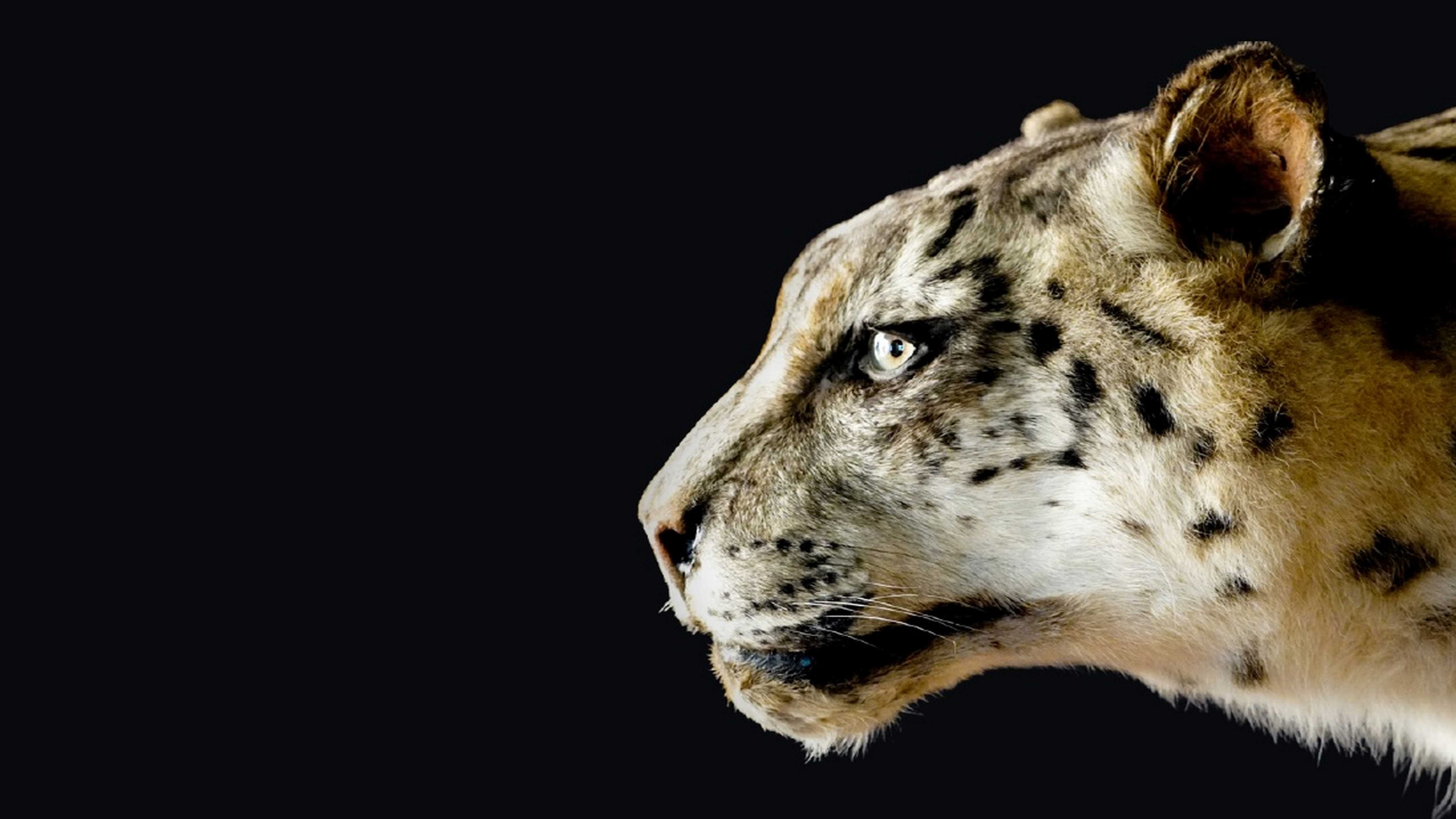 Du tigre au chat domestique : plongez dans le monde des félins avec une exposition au Muséum de Bordeaux